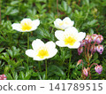 Wildflowers Chinglema and Ezo Tsugazakura 141789515
