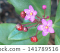 Cute pink flowers of the Portulaca grandiflora, also known as the three o'clock flower or fireworks flower. 141789516