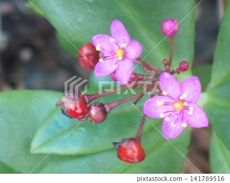 Cute pink flowers of the Portulaca grandiflora, also known as the three o'clock flower or fireworks flower. Cute pink flowers of the Portulaca grandiflora, also known as the three o'clock flower or fireworks flower. 141789516