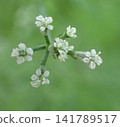 Don't call them weeds, the Japanese bush lice are like fireworks. 141789517