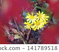 The yellow of the Farfugium japonicum peeking out from among the fallen maple leaves. 141789518