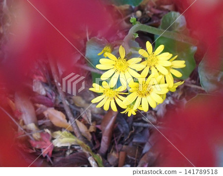 落葉紛飛的楓葉間,露出一抹淡淡的黃色,那是日本遠志(Farfugium japonicum)的嫩芽。 落葉紛飛的楓葉間,露出一抹淡淡的黃色,那是日本遠志(Farfugium japonicum)的嫩芽。 141789518