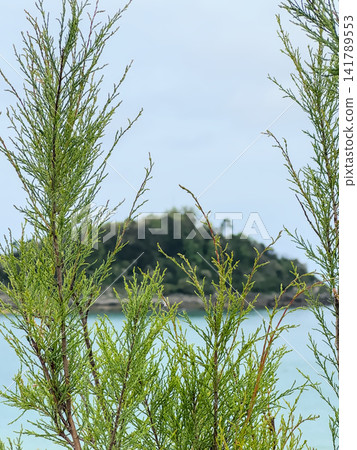 Tamarisk Close Up Green Branches Santa Clara Island Bokeh Tamarisk Close Up Green Branches Santa Clara Island Bokeh 141789553