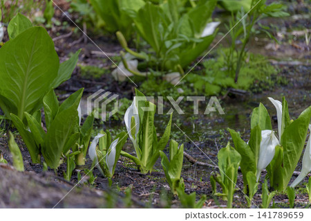 Mizubasho (skunk cabbage) growing in clusters in Daisetsuzan, Hokkaido, at Daisetsu Kogen Marsh: A spring wetland landscape. Mizubasho (skunk cabbage) growing in clusters in Daisetsuzan, Hokkaido, at Daisetsu Kogen Marsh: A spring wetland landscape. 141789659