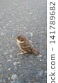 A baby sparrow on the road 141789682
