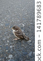 A baby sparrow perched on the road 141789683