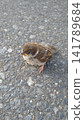 baby sparrow 141789684