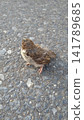 A baby sparrow on the road 141789685