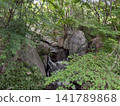 The impressive rock faces and blue maple leaves covering the blue sky: a summer scene at Sankei-en Garden 141789868