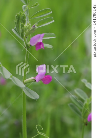 春日田野中盛開的粉紅色野豌豆(Vicia cracca)花。 春日田野中盛開的粉紅色野豌豆(Vicia cracca)花。 141790148