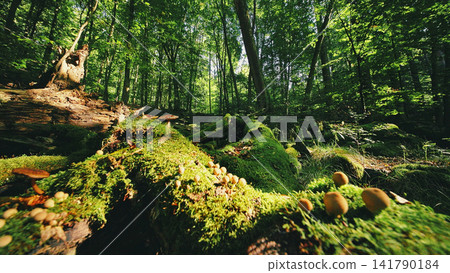 Sunlight filtering through a lush green forest illuminates moss-covered logs and wild mushrooms, creating a magical woodland atmosphere full of natural textures and peaceful scenery. Sunlight filtering through a lush green forest illuminates moss-covered logs and wild mushrooms, creating a magical woodland atmosphere full of natural textures and peaceful scenery. 141790184