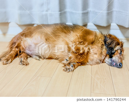 一隻迷你臘腸犬在硬木地板上睡得很香。 一隻迷你臘腸犬在硬木地板上睡得很香。 141790244
