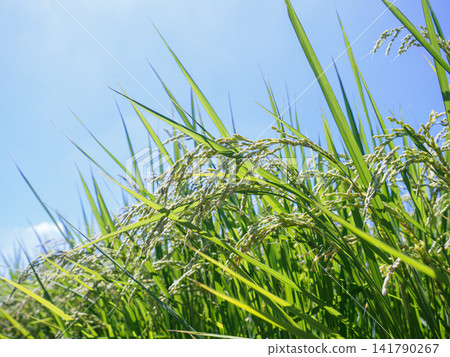 Rice rice ear Rice rice ear 141790267