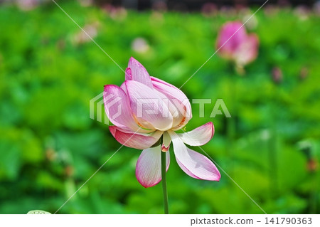 Lotus flowers swaying in the wind (Summer, August) Lotus flowers swaying in the wind (Summer, August) 141790363
