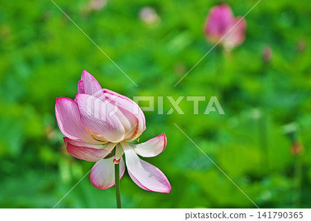 Lotus flowers swaying in the wind (Summer, August) Lotus flowers swaying in the wind (Summer, August) 141790365