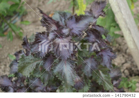 紫蘇葉,紅紫色 紫蘇葉,紅紫色 141790432