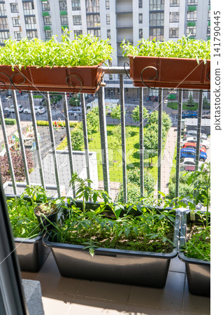 Tomato Plants Growing in Pots on Apartment Balcony Garden Tomato Plants Growing in Pots on Apartment Balcony Garden 141790445