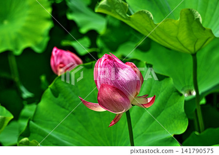 Red lotus flowers (summer, August) Red lotus flowers (summer, August) 141790575