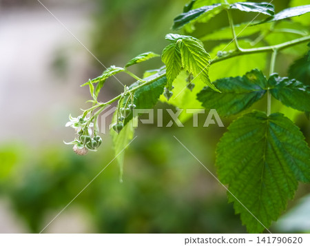 Blooming raspberry branch with young leaves in spring Blooming raspberry branch with young leaves in spring 141790620
