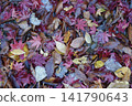Fallen leaf ground 141790643