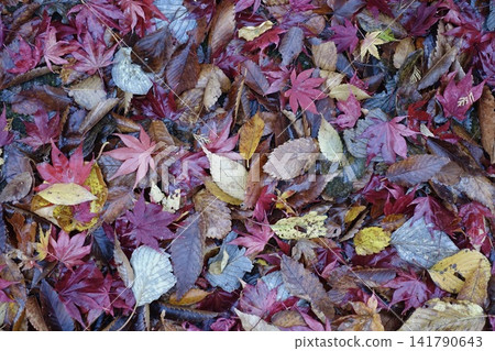 Fallen leaf ground Fallen leaf ground 141790643