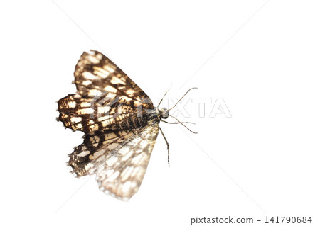 The clover moth is a member of the geometrid family. The clover moth is a member of the geometrid family. 141790684