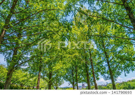 【#Nature】A refreshing summer scene with lush green trees against a blue sky. 【#Nature】A refreshing summer scene with lush green trees against a blue sky. 141790693