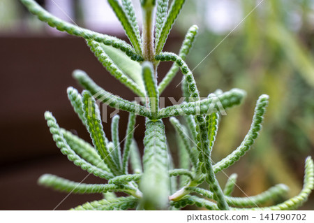 【#自然】薰衣草葉片的特寫,籠罩在柔和的散景之中。 【#自然】薰衣草葉片的特寫,籠罩在柔和的散景之中。 141790702