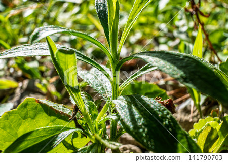 【#自然】陽光下雜草的特寫 【#自然】陽光下雜草的特寫 141790703