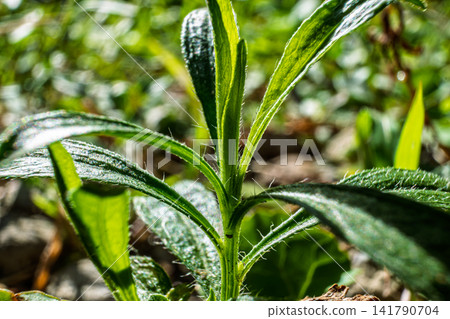 [#Nature] Close-up of weeds basking in the sunlight 141790704