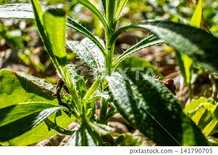 [#Nature] Close-up of weeds basking in the sunlight 141790705