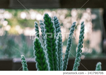 【#Nature】Close-up of lavender leaves enveloped in soft bokeh. 【#Nature】Close-up of lavender leaves enveloped in soft bokeh. 141790706