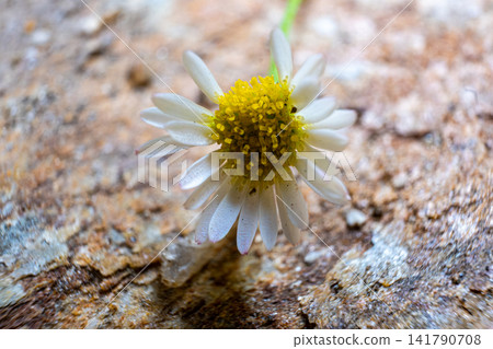 【#Flowers】A macro view of small white flowers blooming on a rocky surface 【#Flowers】A macro view of small white flowers blooming on a rocky surface 141790708