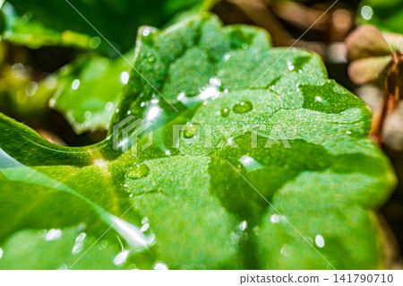 【#自然風光】雨後,雨滴在樹葉上閃閃發光的特寫 【#自然風光】雨後,雨滴在樹葉上閃閃發光的特寫 141790710