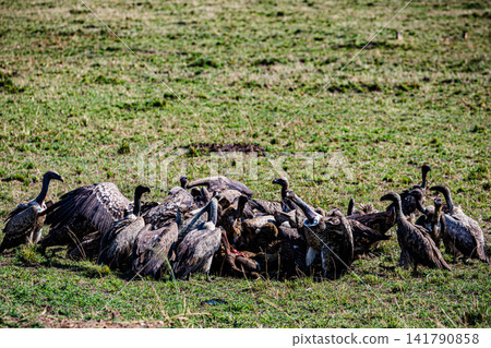 Kenya Photographers By Antony Trivet Photography Kenya Photographers By Antony Trivet Photography 141790858