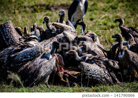 Kenya Photographers By Antony Trivet Photography Kenya Photographers By Antony Trivet Photography 141790866
