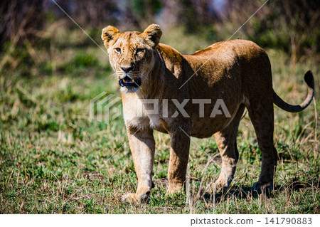 Kenya Photographers By Antony Trivet Photography Kenya Photographers By Antony Trivet Photography 141790883