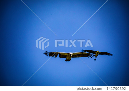 Kenya Photographers By Antony Trivet Photography Kenya Photographers By Antony Trivet Photography 141790892