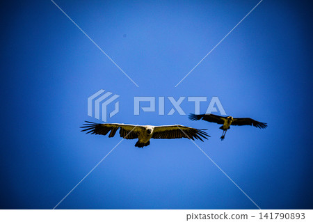 Kenya Photographers By Antony Trivet Photography Kenya Photographers By Antony Trivet Photography 141790893