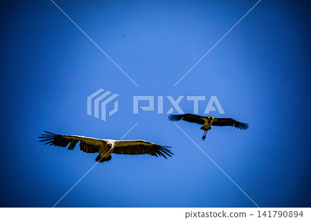Kenya Photographers By Antony Trivet Photography Kenya Photographers By Antony Trivet Photography 141790894