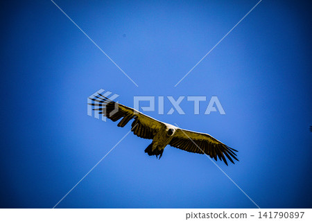 Kenya Photographers By Antony Trivet Photography Kenya Photographers By Antony Trivet Photography 141790897