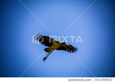 Kenya Photographers By Antony Trivet Photography Kenya Photographers By Antony Trivet Photography 141790915