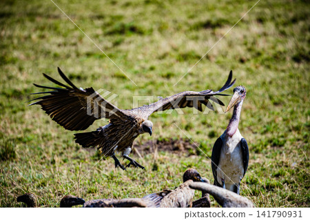 Kenya Photographers By Antony Trivet Photography Kenya Photographers By Antony Trivet Photography 141790931