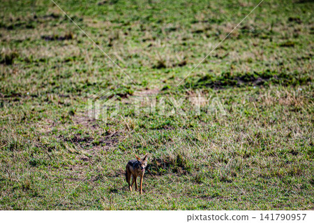 Kenya Photographers By Antony Trivet Photography Kenya Photographers By Antony Trivet Photography 141790957