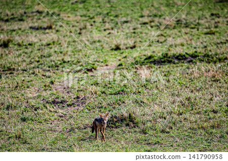 Kenya Photographers By Antony Trivet Photography Kenya Photographers By Antony Trivet Photography 141790958