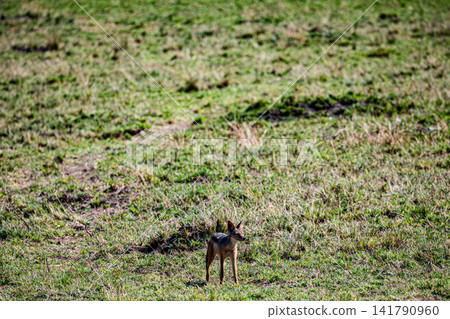 Kenya Photographers By Antony Trivet Photography Kenya Photographers By Antony Trivet Photography 141790960