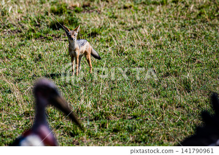 Kenya Photographers By Antony Trivet Photography Kenya Photographers By Antony Trivet Photography 141790961