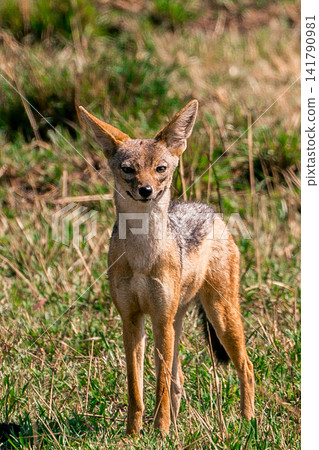 Kenya Photographers By Antony Trivet Photography Kenya Photographers By Antony Trivet Photography 141790981