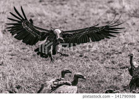 Kenya Photographers By Antony Trivet Photography 141790986