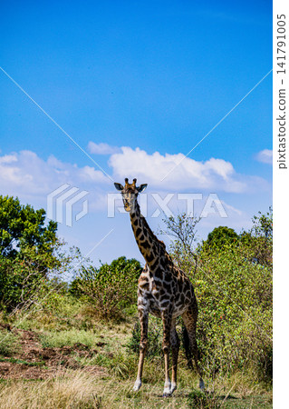 Kenya Photographers By Antony Trivet Photography Kenya Photographers By Antony Trivet Photography 141791005
